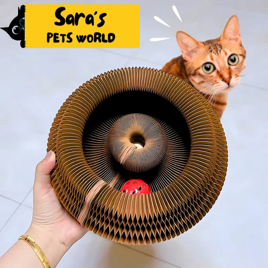 Sara's Kitty Curlz